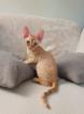 Devon Rex Kitten Abgabebereit