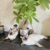 Mekong bobtail baby s suchen liebevolle Zuhause