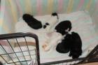 Shih Tzu / Malteserwelpen zu reservieren