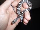 0. 0. 3 Kornnatter Pantherophis guttatus Anerythristic