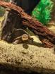 Kinosternon Cruentatum Rotwangen Klappschildkröte