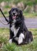Familienhund Orlando - lieb sozial