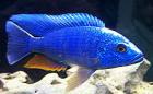 9 Haplochromis Ahli Eisberg 2 Monate alt abzugeben