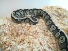 Python Regius Nachzuchten 2022