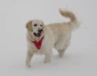 Prachtvoller Golden Retriever Rüde hell bildhübsch und kerngesund