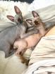 Sphynx Kitten zu verkaufen 3 Weibchen