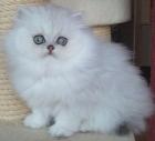 Perserkatze Perserbaby
