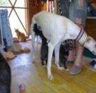 Wunderschöner katzenverträglicher Galgo sucht Korb