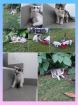 Katzenbabys abzugeben