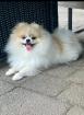 Reinrassiger Pomeranian mit FCI Ahnentafel Europasieger