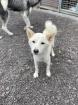 Kiyo - lieb sozial - Shiba Inu-Mischling