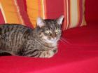 2 Katzen 5 Jahre alt suchen liebevolles zu Hause