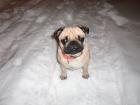 16 Monate junge Mops Dame sucht neues Zuhause