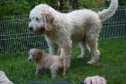 Goldendoodle Welpen