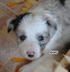 BorderCollie Welpen