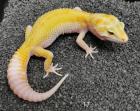 Leopardgeckos 0. 1 weibl. NZ 2022