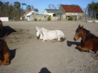 Reiterhof Praktikantin. gesucht