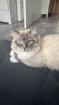 Reinrassig sibirische waldkatze neva Maine Coon siam perser bkh