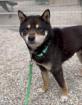 Chihiro w 8 Jahre 40cm Slowakei NB
