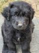 Neufundländer Leonberger Mix Welpen