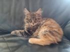 Maine Coon Kitte XXL abholbereit