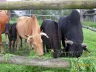 Verkaufen 5 jährigen Zwerg Zebu Bullen Bruno sowie eine Kuh und ein Kalb