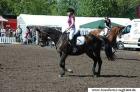 Schönes Bayerisches Warmblut