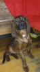 Verkaufe Hannoversche Schweißhunde