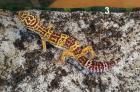 Abzugeben Leopardgecko Eublepharis macularius NZ 2022