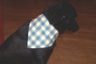 Hundehalstücher Gr. XS S M L
