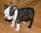 Origineller Boston Terrier Rüde Welpe