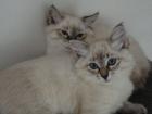 Sibirische/Neva Masquarade Kitten