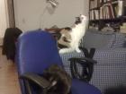 2 Hauskatzen zu verschenken