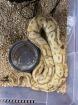 1. 0 Coral Glow Cinnamon Mysthic Paradox ph Pied