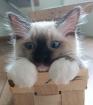 Flauschige Ragdoll Kitten point blue sea mitted traditionelll
