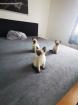 Siam kitten suchen ihr neues Zuhause