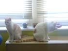 2 Kater 1 Jahr suchen neues liebevolles zuhause