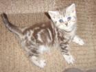 BKH Scottish Fold Schottische Faltohren Britisch Kurzhaar