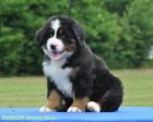 Berner Sennenhund-Welpen mit Papiere FCI