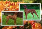 Rhodesian Ridgeback Welpen Mitte 15. Oktober 2022 in Bayern