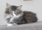 Maine Coon Kätzchen - 2 Kater 1 Kätzchen