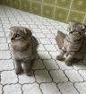 BKH Scottish Fold Kitten