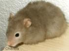 Junge süsse Teddyhamster