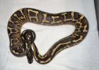 1. 0 Python regius Leopard Freeway NZ21