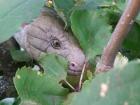Suche Coruzia zebrata Weibchen 0. 1 möglichst adult oder subadult auch juvenil