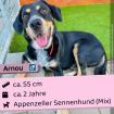 Arnou - ein richtiger Sonnenschein