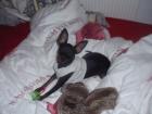 Suche Zwergpinscher Deckrüde