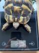 Drei griechische Landschildkröten zu verkaufen NZ 2022 2022