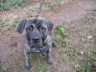Dogo Canario Spanische Dogge