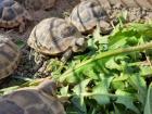 Ladschildkröten Babys maurisch und breitrandschildkröten von 2022